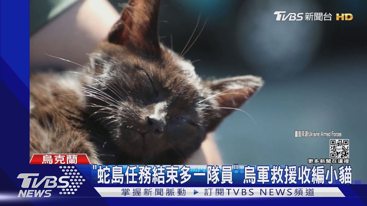 在佔領區經歷了什麼?「喵」烏軍報告:蛇島任務結束!多了貓隊員