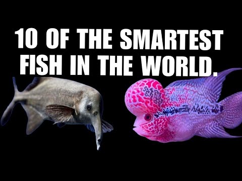 Smart Fish
