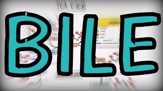 What is Bile? Components, Function, Storage