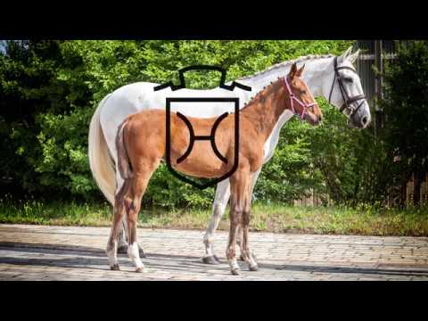 Stutfohlen von Larimar