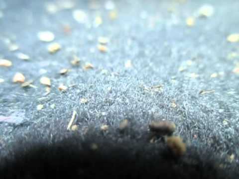 KENGA E KOL TOMES SHLLAKUT