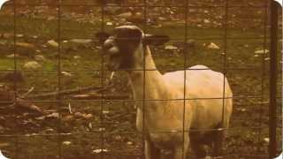 Emmure - Solar Flare Homicide(goat edition)