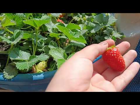 Harvesting Strawberry 🍓 From my kitchen Garden || A Sweet Drink For You || Strawberry Recipe #browns