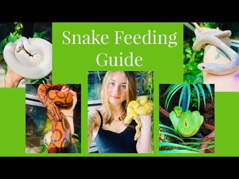 Guide To Feeding Pet Snakes
