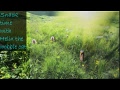 Helix The Cat Live Stream