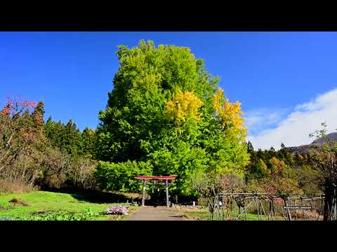 A gigante árvore ginkgo em Kobe, onde moram os deuses, 4K