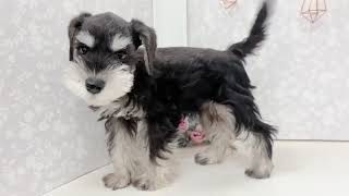 ミニチュアシュナウザーの動画01