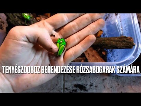 Paraziták a történelem emberében, A követ megedzik - Az ősember és a hőtechnológia