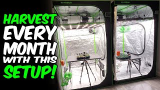 THAILAND NEW GROW SPACE!!! Perpetual harvest, MAXIMIZING YIELDS!!! Multiple tents!