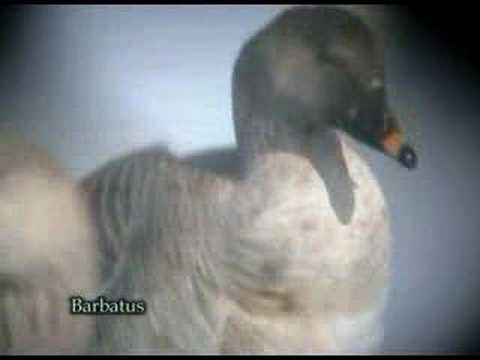 Ánsar campestre ( Ansar fabalis ) Bean goose