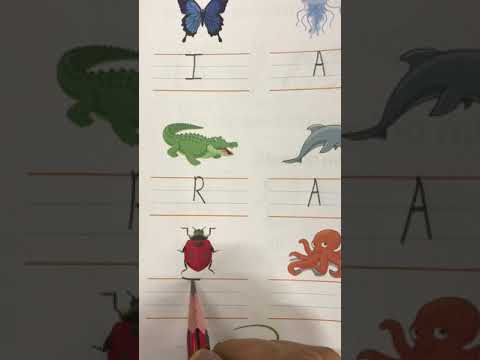 ‘What do we get from animals’ and revision of Animals, Birds, Reptiles and Insects.