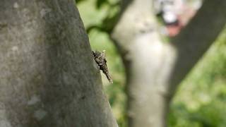 preview picture of video 'Caterpillar Climbing Tree with Cocoon on It's Back'