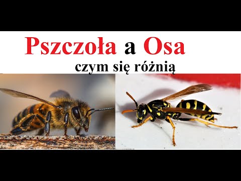 OSA a PSZCZOŁA - Różnice