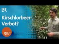 Wird Kirschlorbeer in Bayern bald verboten? | quer vom BR