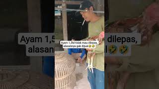 Download lagu #ayam 1,5M gak di lepas gak di jual#video hiburan#shorts mp3