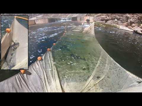 Lower Virgin River Seining Compilation