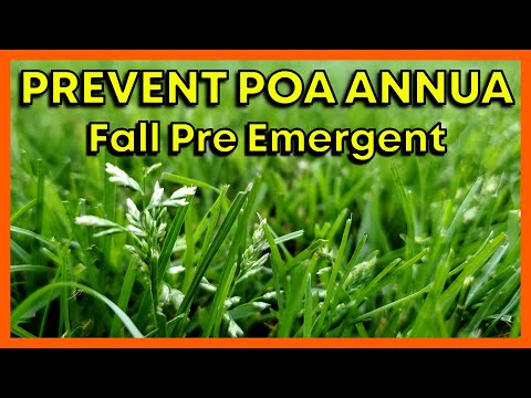 Prevent Poa Annua with Fall Pre Emergent