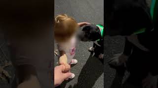 Video preview image #1 Mutt Puppy For Sale in Atlanta, GA, USA