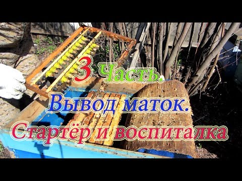 3 Часть  ВЫВОД МАТОК 2018г  ПОСТАНОВКА ПРИВИВОЧНОЙ РАМКИ В СТАРТЁР И ЗАТЕМ В ВОСПИТАЛКУ🔥🔥🔥