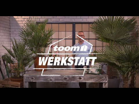 toom Pflanzentipps: Palme | toom Baumarkt