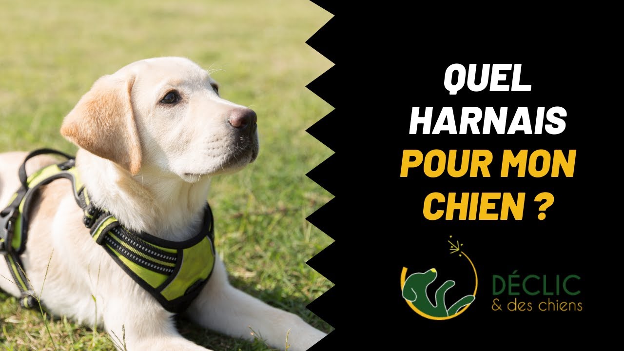 Quel est le meilleur harnais pour votre chien 