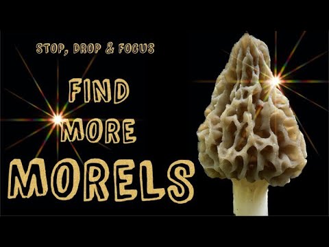 2023 The Art of Morel Mushroom Hunting: Enhance Your Success with the Stop, Drop, & Focus Technique