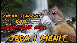 Download lagu masteran cucak jenggot dan gremecik air jeda 1 menit mp3
