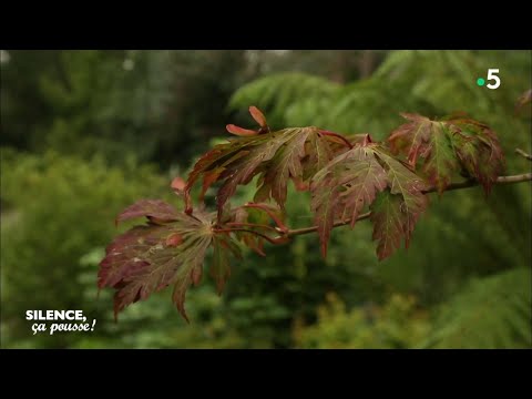 Découverte : l'affouage - Silence, ça pousse !