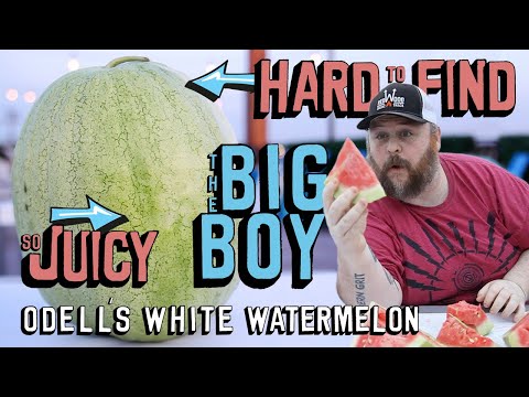 RARE Heirloom Watermelon Tasting