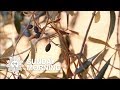 Italy S Olive Trees Are Dying