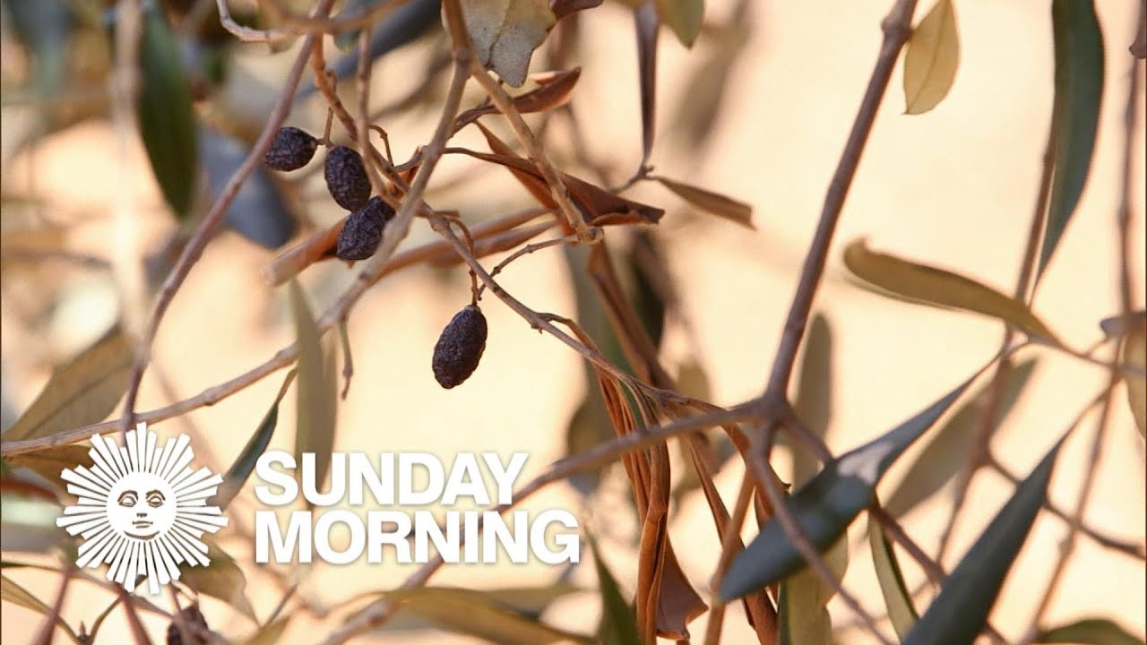 Why are olive trees dying in Italy? Zandex