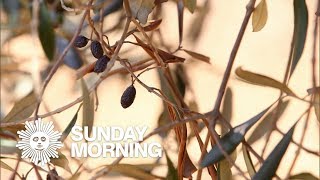 Italy&#39;s olive trees are dying