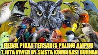 Download lagu suara pikat sapu jagad viral 7 juta viwer by.smstachanel kombinasi burhan@bobkicau mp3