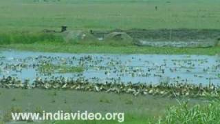 Around Kainakari - a village in the backwaters