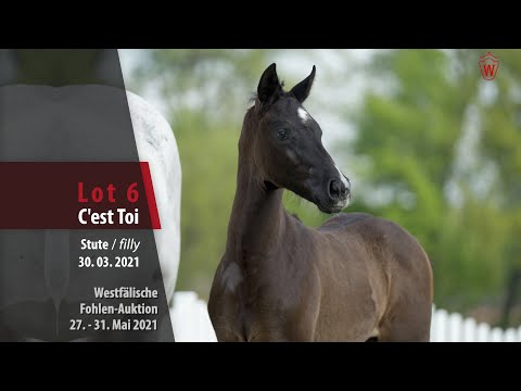 Westfälische Online Auktion-Fohlen Lot 6 C'est Toi Stute v. Conthargos - Cornado I