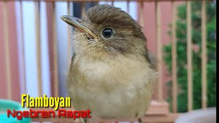 Download lagu Burung Flamboyan Gacor Ngebren Rapat Nyerecet Cocok buat Pancingan mp3