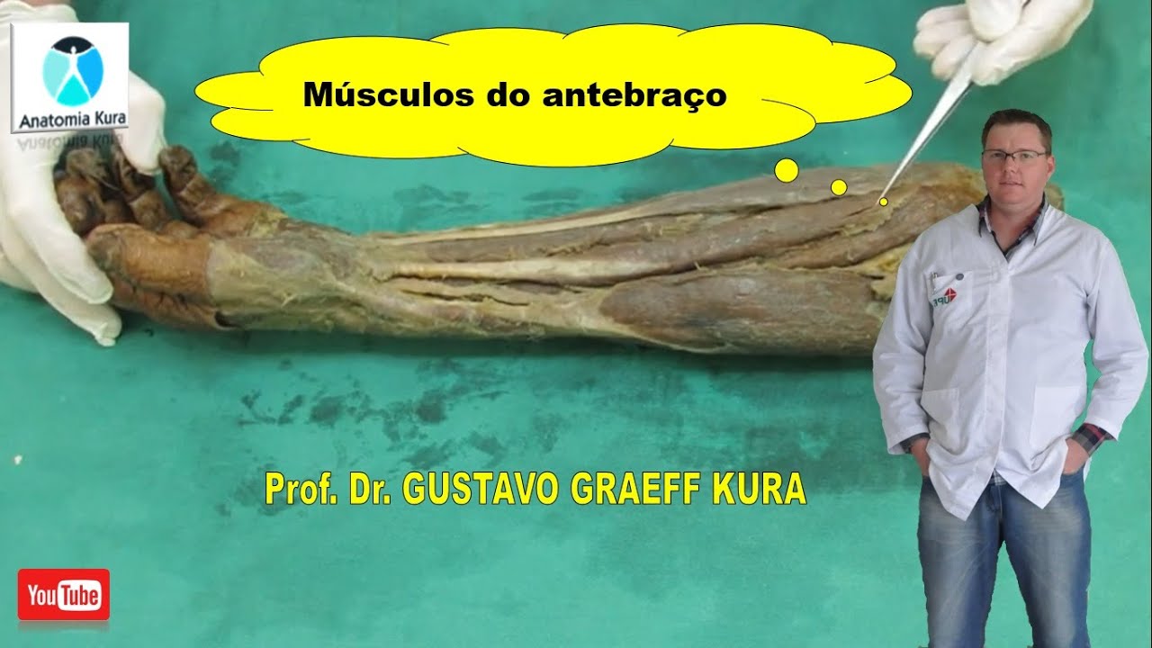 Músculos do antebraço: aula prática