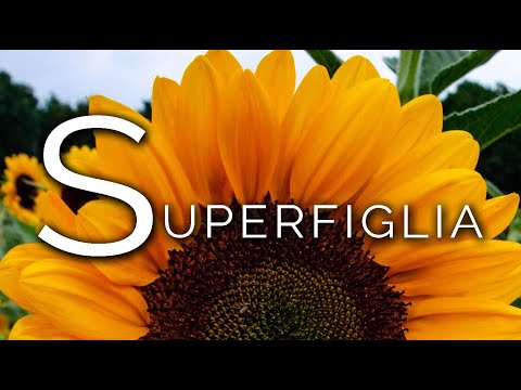 1580-IT Lele, SUPERFIGLIA - Ipnosi Esoterica ∞ Lucio Carsi