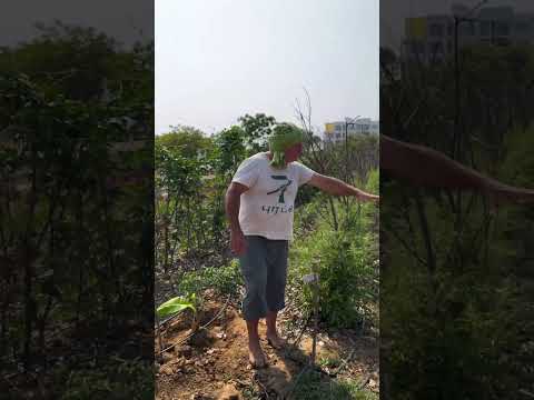 Transforming Schools and Corporate Campuses into Edible Landscapes