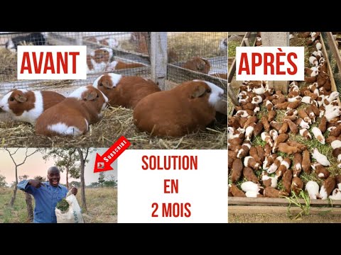 comment avoir beaucoup de cochon d'Inde et triplé son élevage ( bébé cobaye)