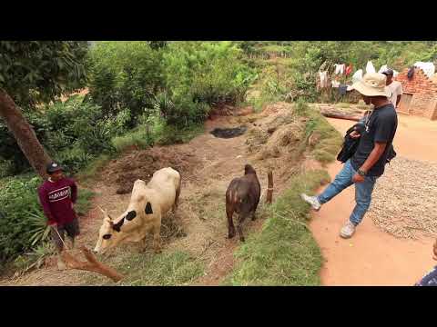 Das Zebu und die Landwirtschaft