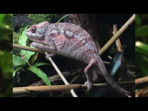 4 month Panther Chameleon growth |