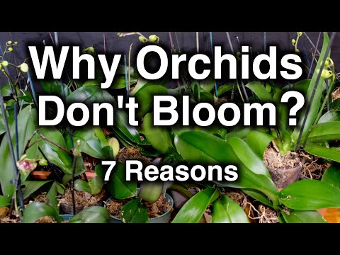 Orchids Don't Bloom? Here Seven Reasons Why