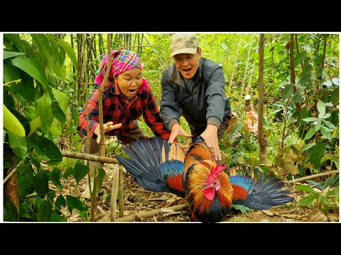 Going into the forest to find medicinal plants, effective techniques for trapping wild chickens.