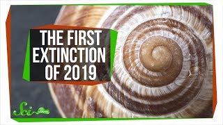 The First Extinction of 2019 Has Already Happened | SciShow News