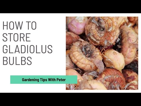 How to Store Gladiolus / Gladioli Bulbs | Garden Ideas | Peter Seabrook