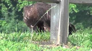 preview picture of video 'Decorah Eagles Eating a fish 7/19/11'