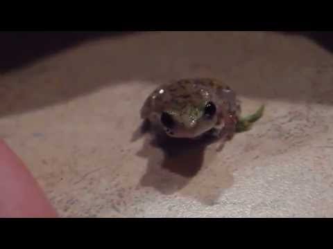 Eleutherodactylus marnockiiについて詳しく解説