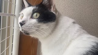 クラッキングへたくそ選手権エントリー動画