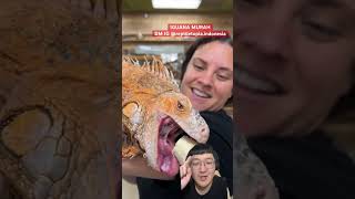 Download lagu GIANT IGUANA mp3